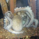 An Octopus who made a wreck it's home!