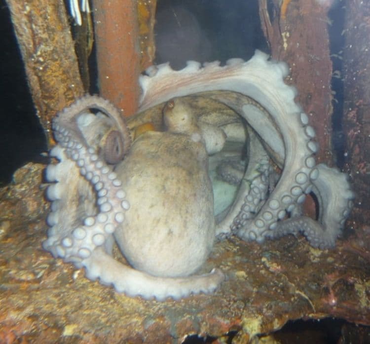 An Octopus who made a wreck it's home!