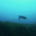 A Turtle Swimming Past in Malta while diving