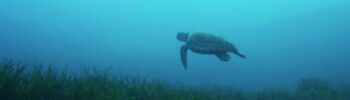A Turtle Swimming Past in Malta while diving