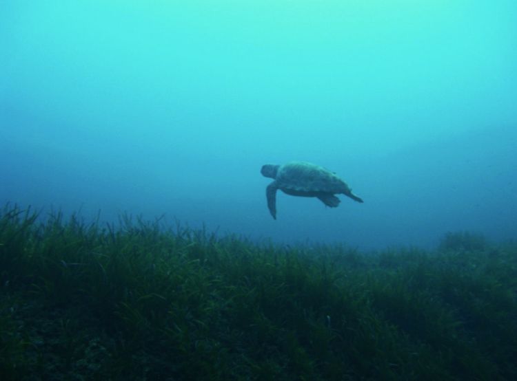 A Turtle Swimming Past in Malta while diving
