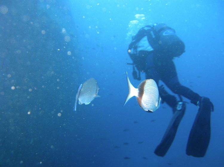 A diver in Malta with a curious fish following behind