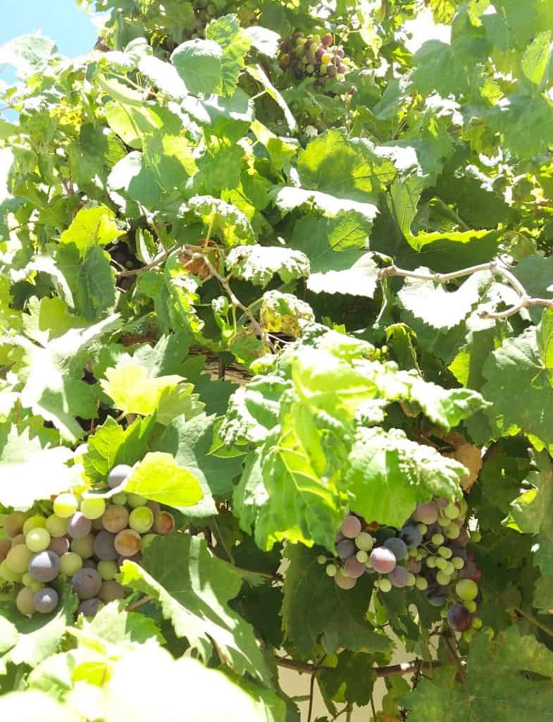 Maltese grapes ripening in the Maltese sun