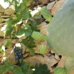 Maltese Grapes next to prickly pear