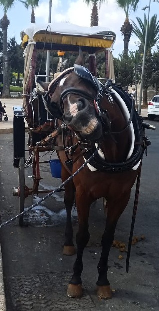 Karozzin-Pferd in Mdina, Malta (A German Poem)