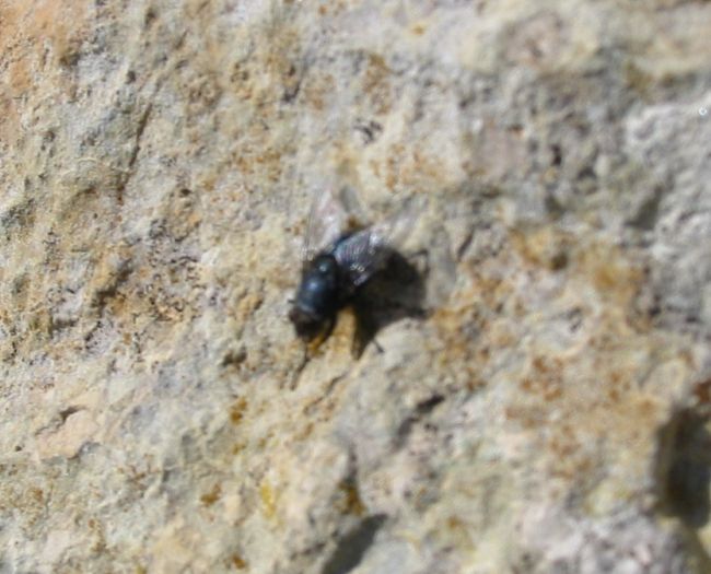 Id-Dubbiena (a poem)