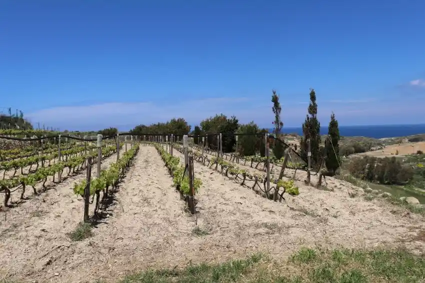 Vine rows on terraced limestone above the Għarb valley in Gozo