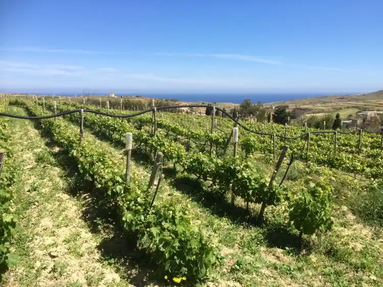 Western Gozo in mid-season with green fields and vines