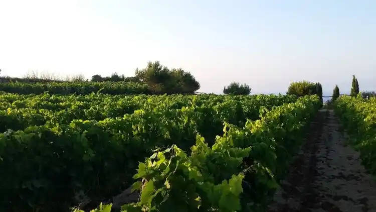 Full canopy on the vines in late spring at Tal-Massar winery, Għarb