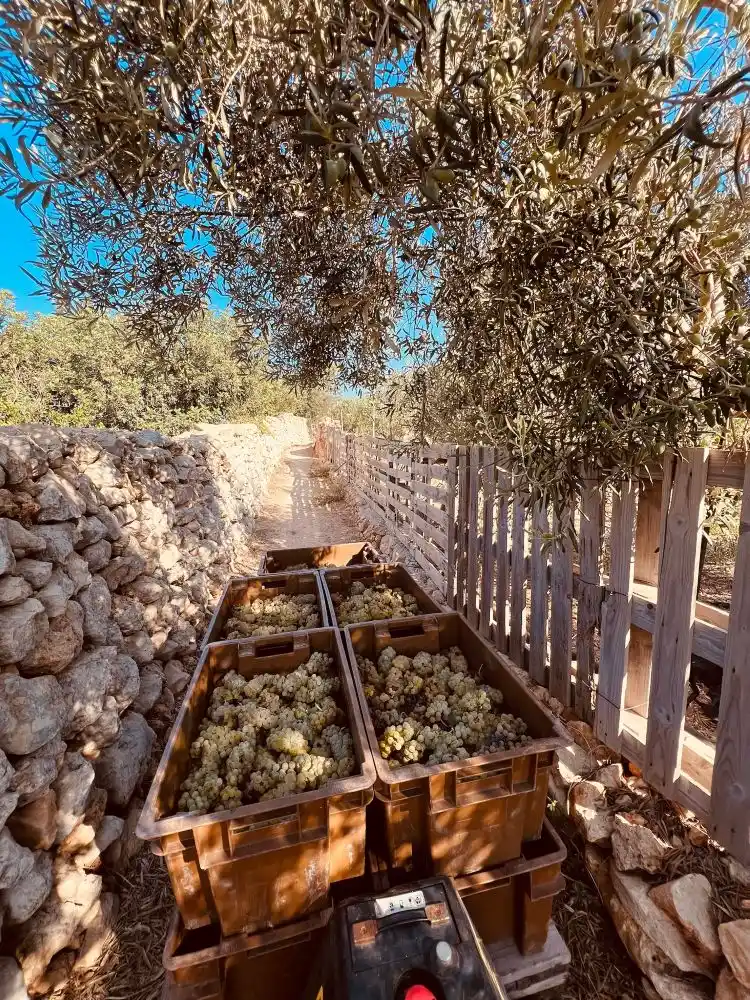 White grapes waiting to be processed at Markus Divinus winery in Dingli, Malta
