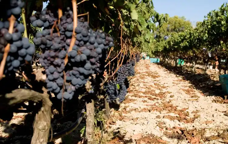 Dark Juicy Grapes In the Vineyard
