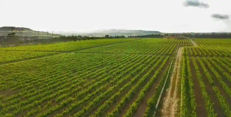 Meridiana Wine Estate vineyards with rows of vines in the Ta' Qali countryside near Mdina, Malta