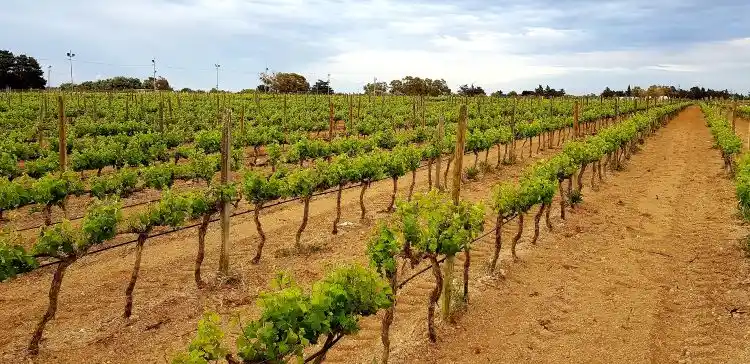 Vineyard landscape at Meridiana Wine Estate showing vines and the Maltese countryside near Ta' Qali