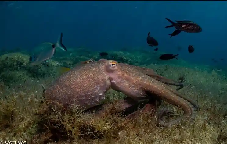 Octopus in Malta seen while Diving