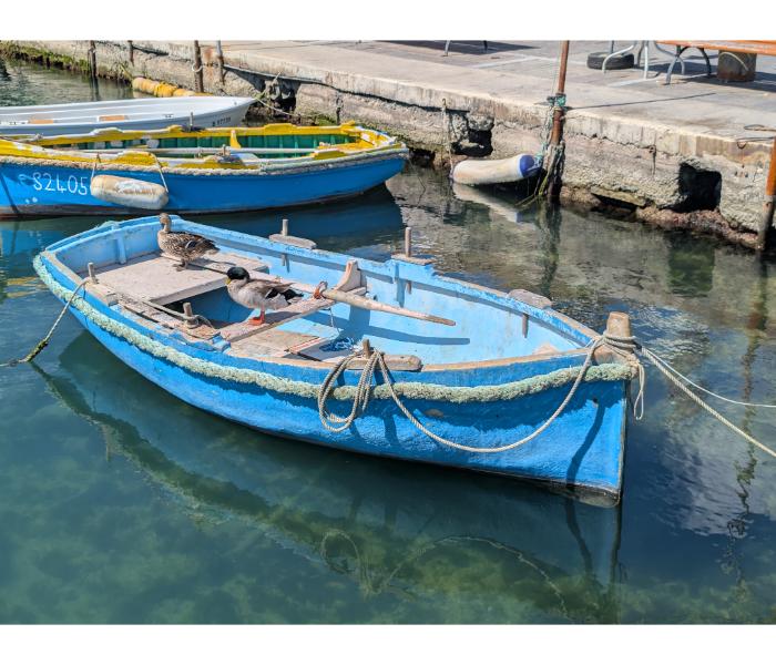 A small blue wooden rowing boat moored against a stone quay in Marsaxlokk with a mallard duck standing on the gunwale